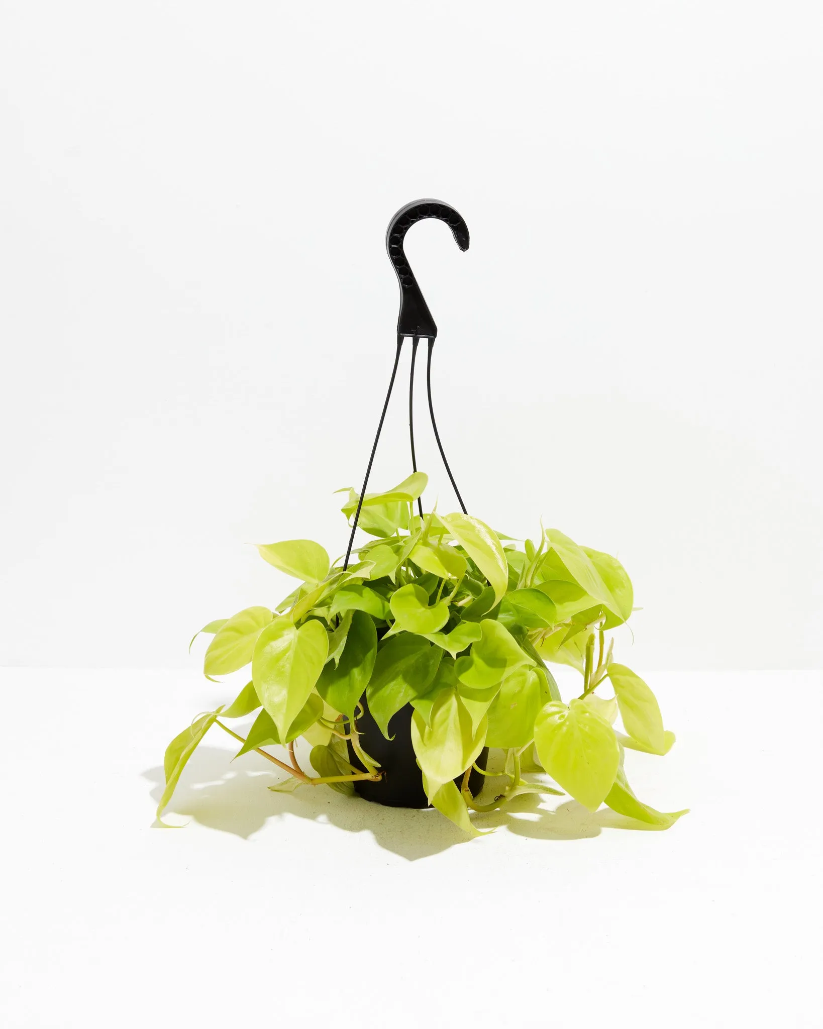 Philodendron Neon