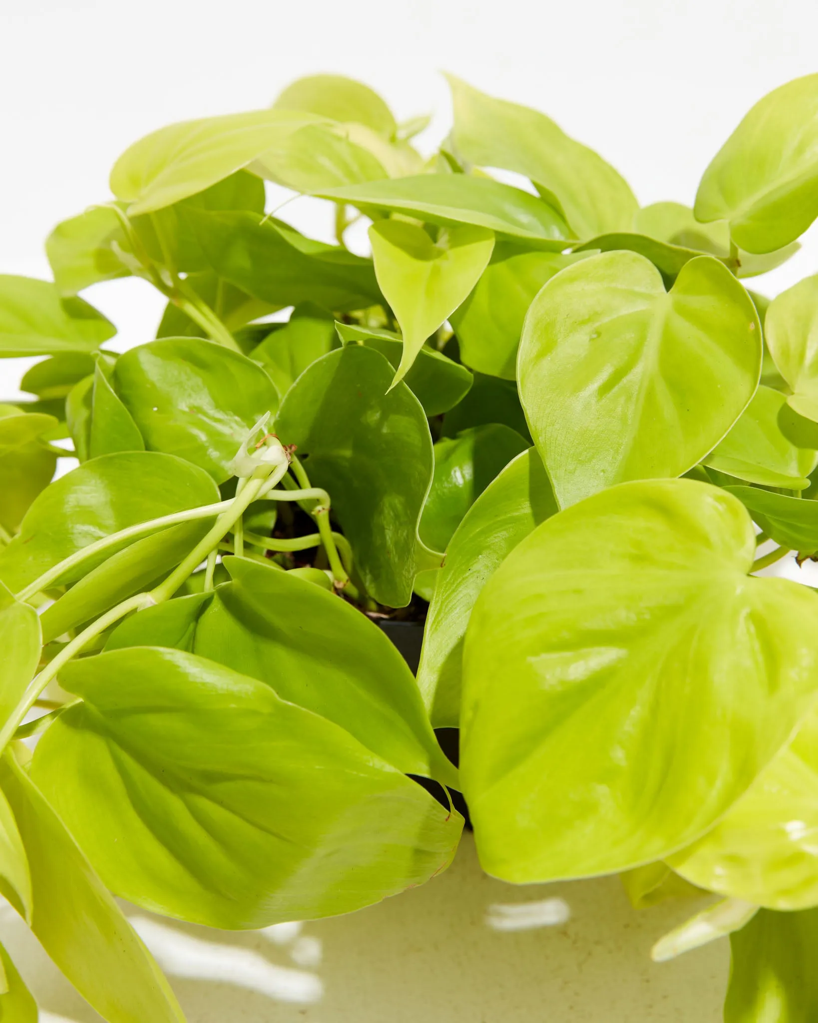 Philodendron Neon